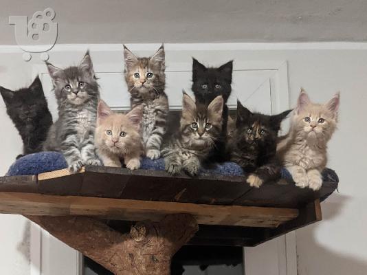PoulaTo: Maine Coon - Μέιν Κουν